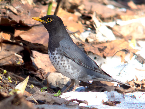 Japanese thrush